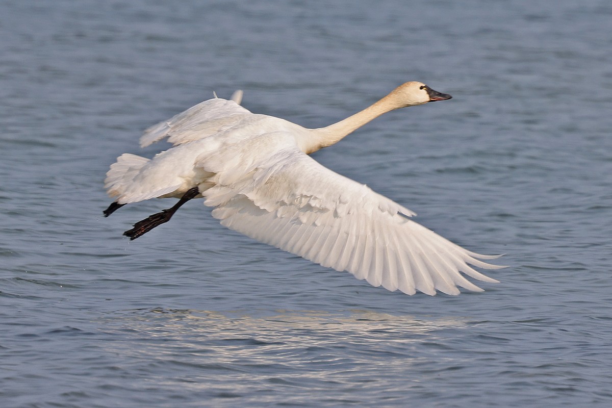 Tundra Swan - ML575101971