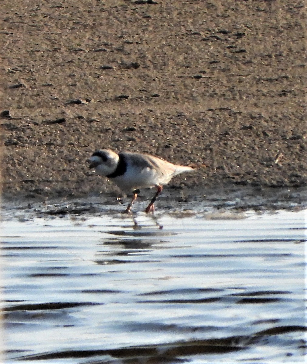 Piping Plover - ML575102391