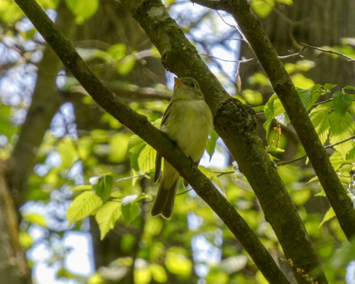 Acadian Flycatcher - ML575102691