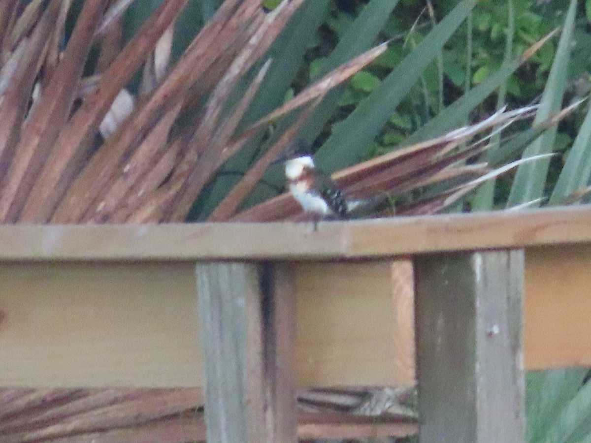 Green Kingfisher - ML575103471