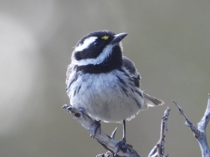 Black-throated Gray Warbler - ML575104091