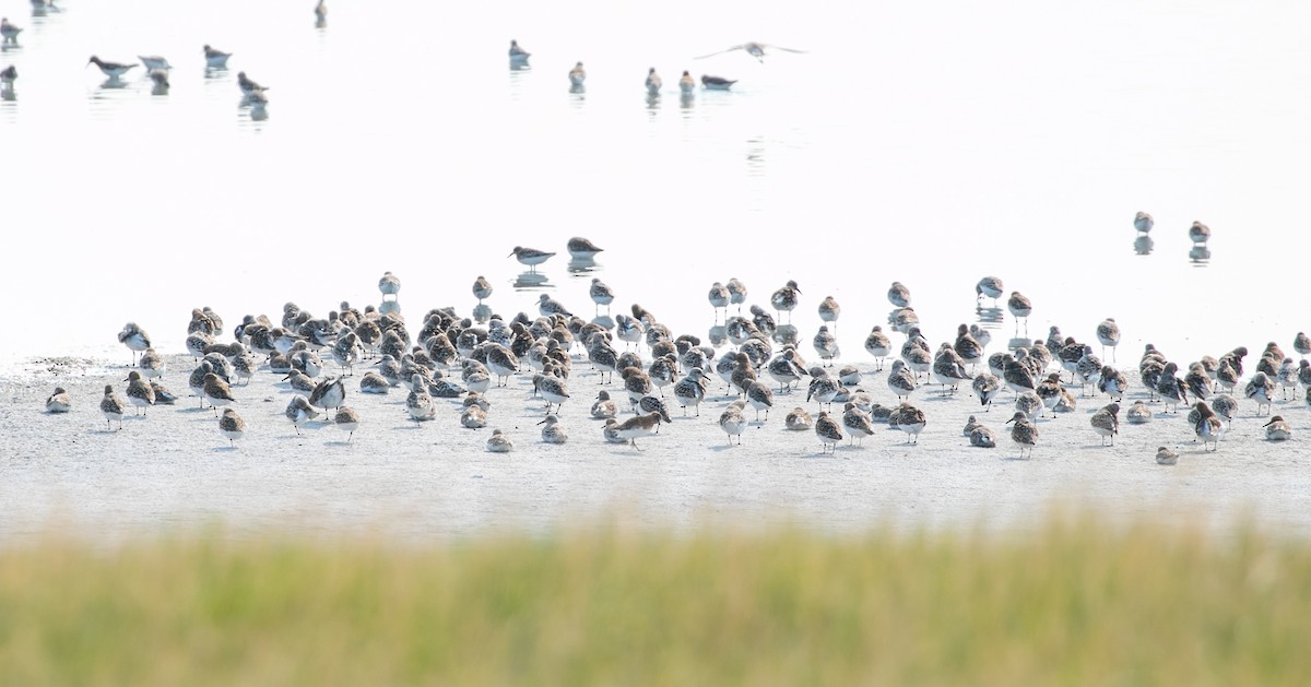 Sanderling - ML575104181