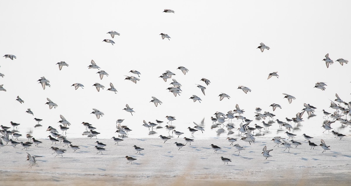 Sanderling - Aaron Roberge