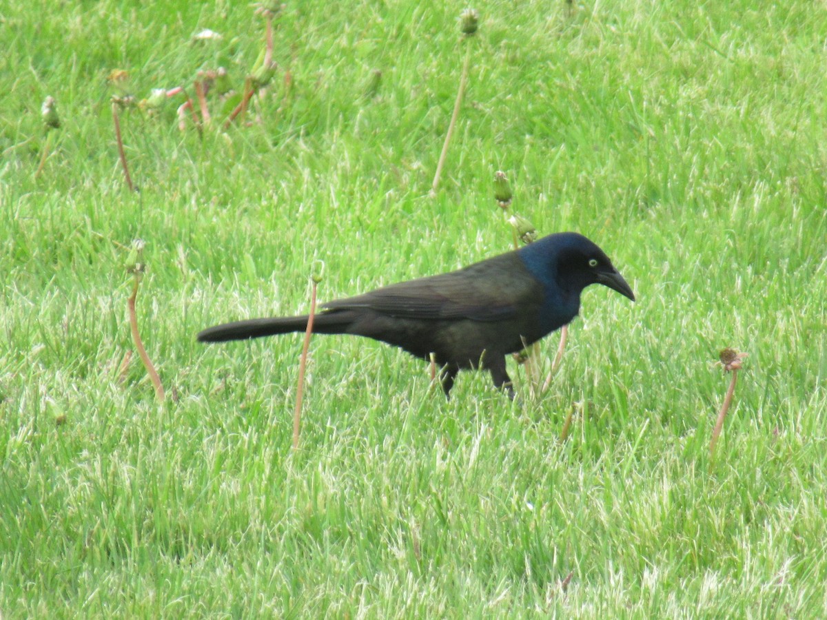 Common Grackle - ML575105111