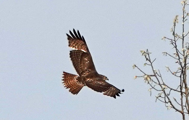 Red-tailed Hawk - ML575105161