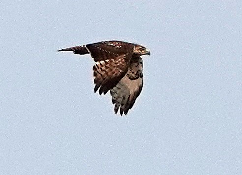 Red-tailed Hawk - ML575105181