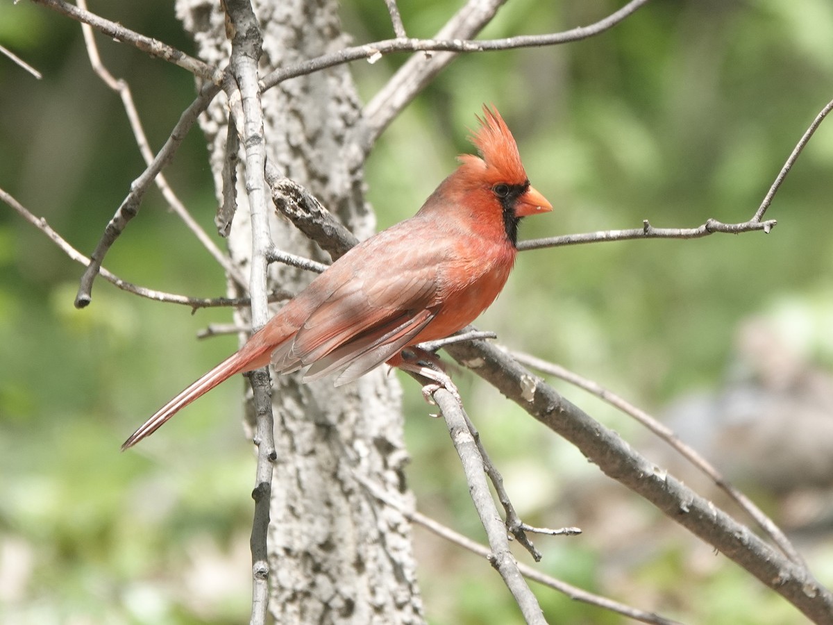 Cardinal rouge - ML575105901