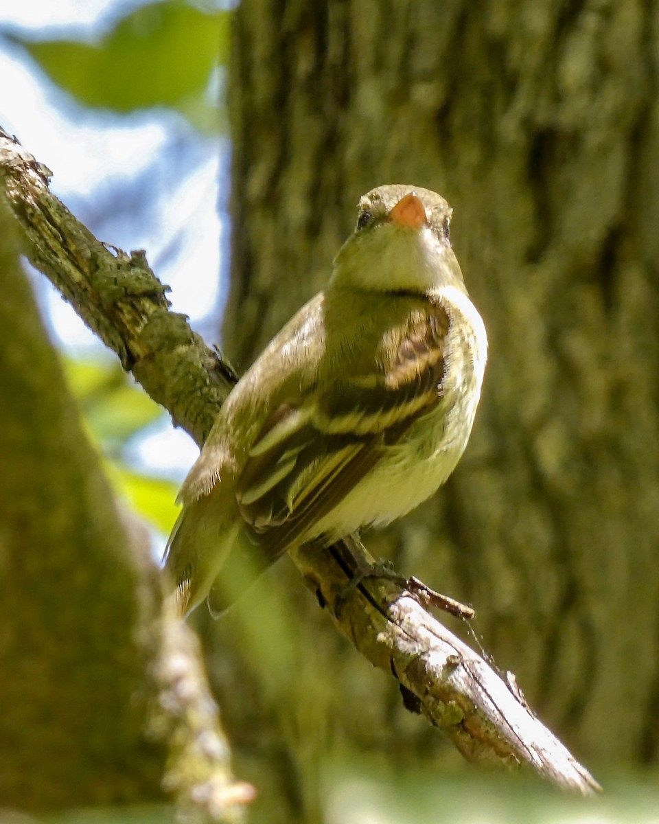 Buchenschnäppertyrann - ML575105941