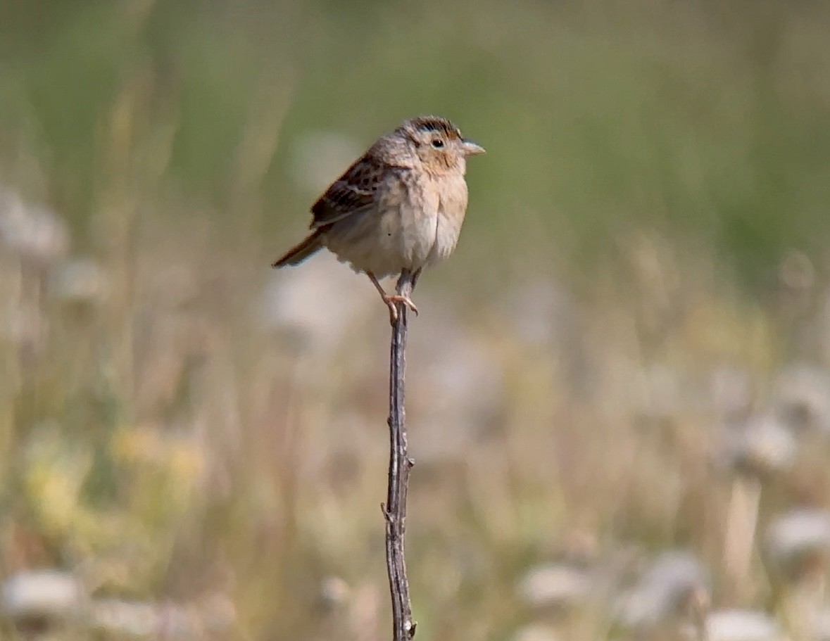 Grasshopper Sparrow - ML575106061