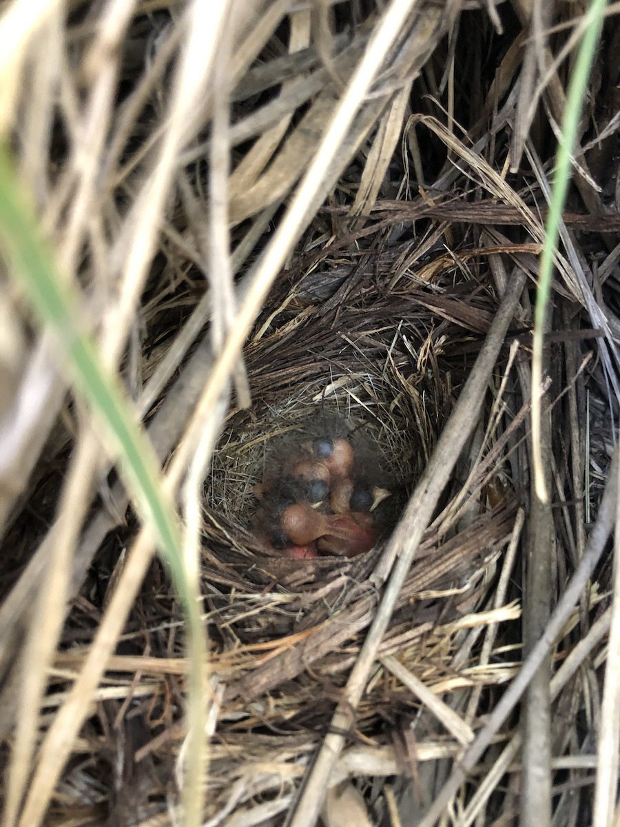 Red-faced Warbler - ML575106191