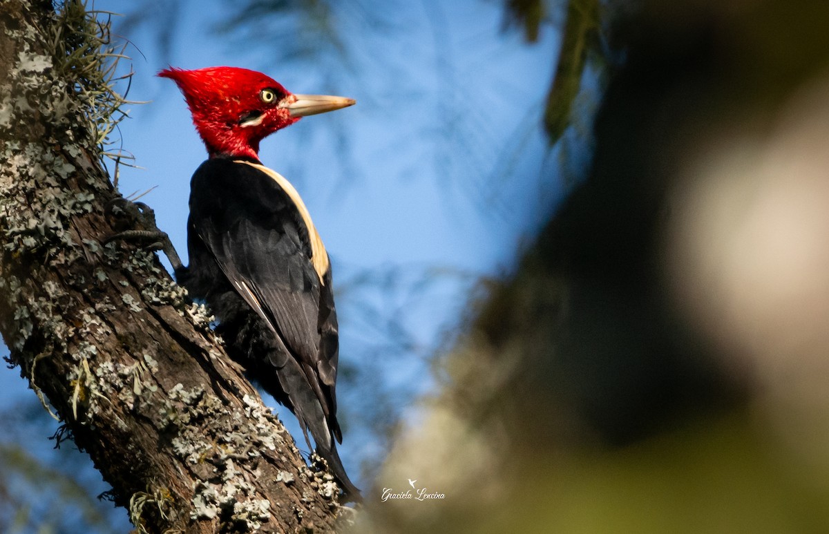 Cream-backed Woodpecker - ML575106201