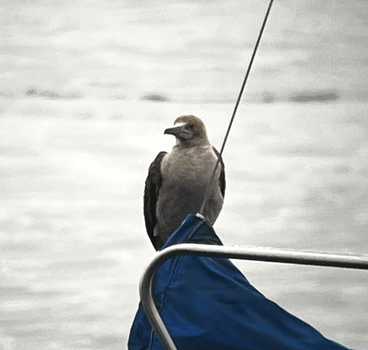 Red-footed Booby - ML575106441