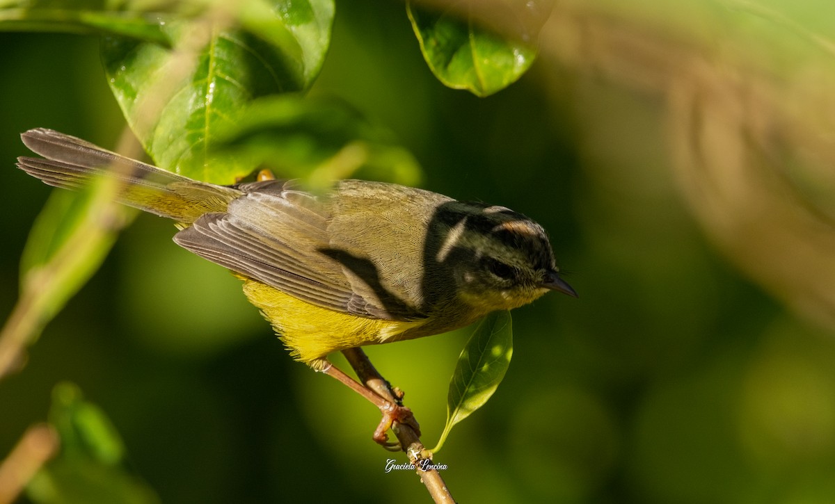 Golden-crowned Warbler - ML575106771