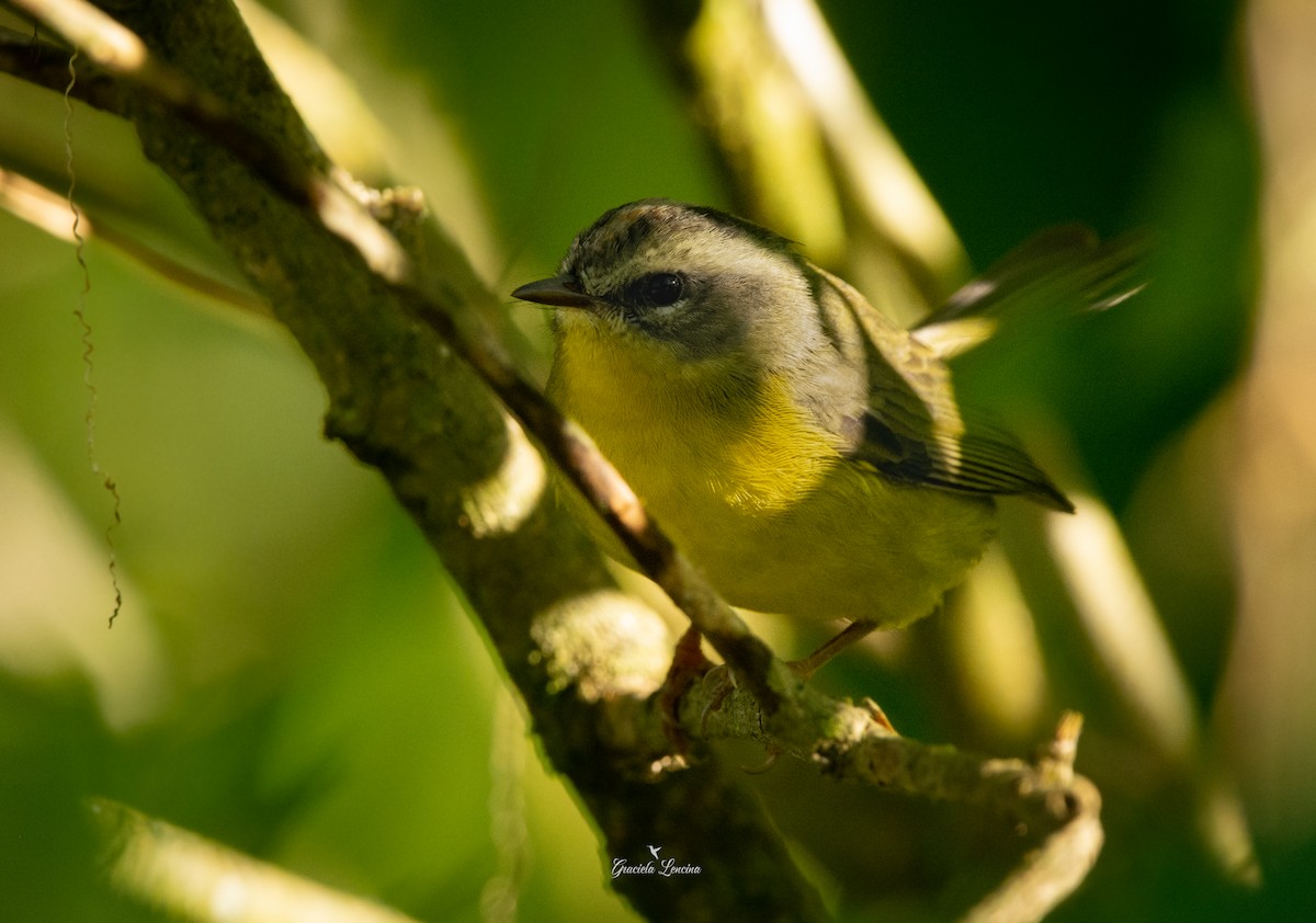 Golden-crowned Warbler - ML575106861