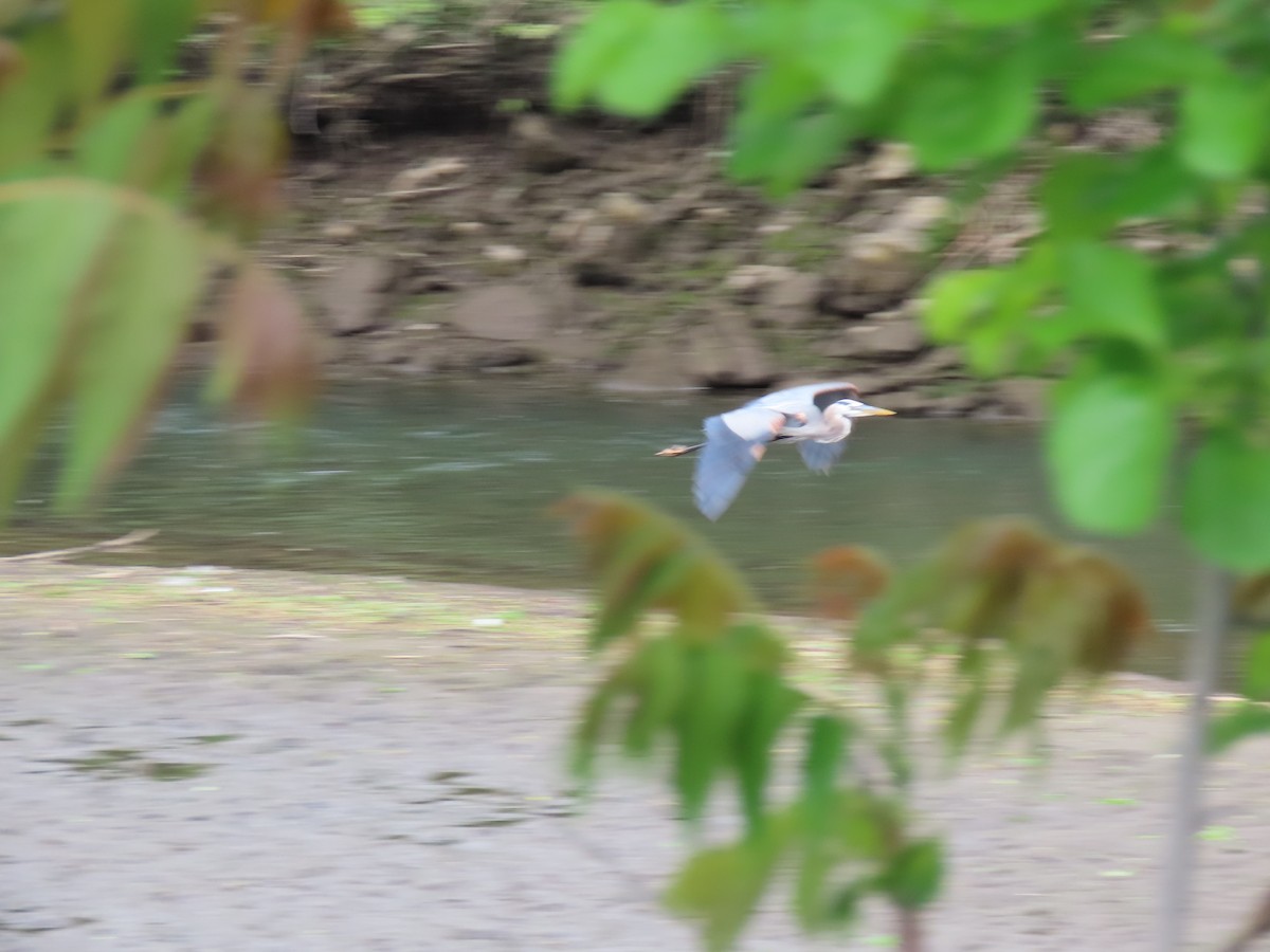 Great Blue Heron - ML575107011