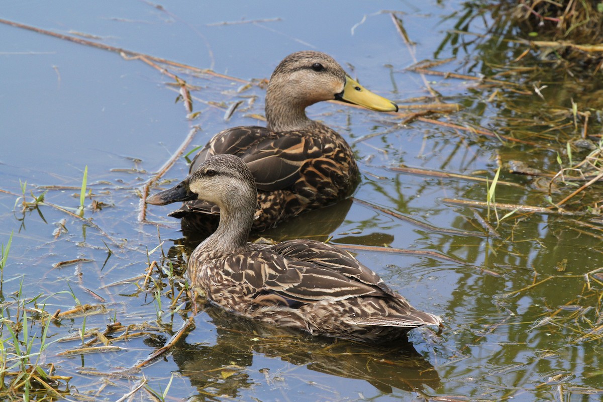 Mottled Duck - ML57511031
