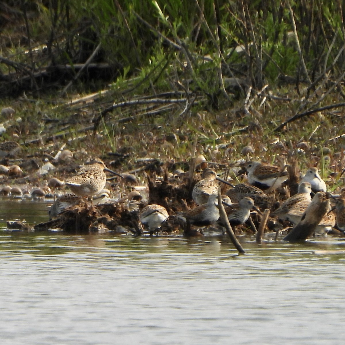 Short-billed Dowitcher - Eva L