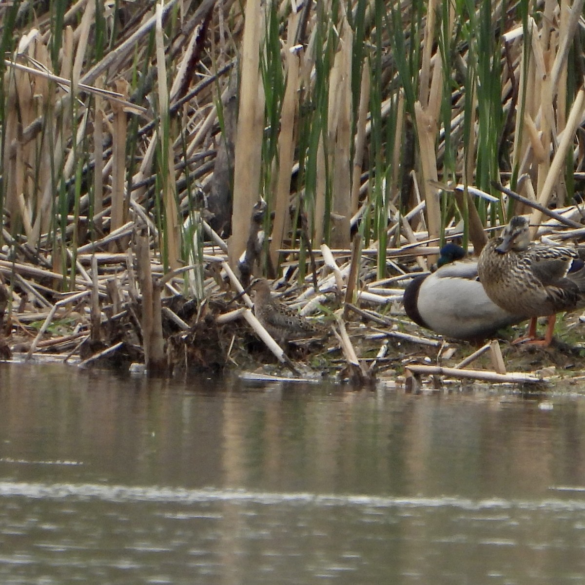 Short-billed Dowitcher - ML575111191