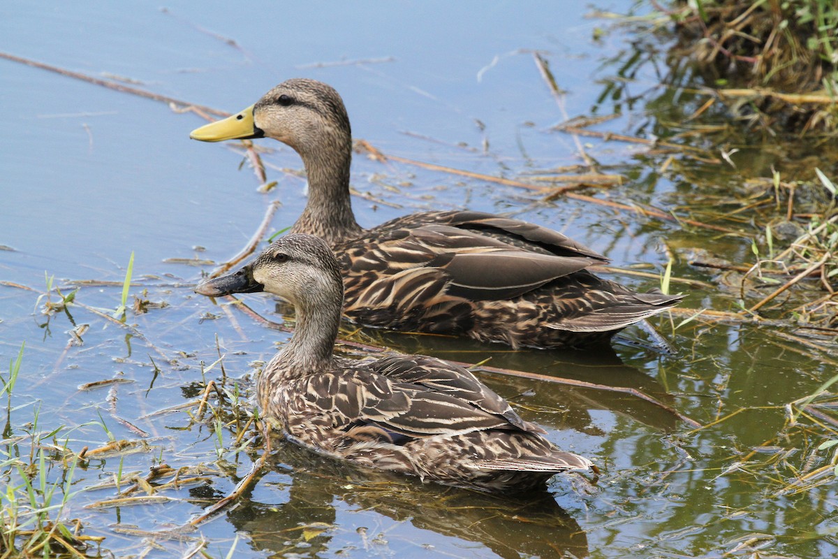 Mottled Duck - ML57511161