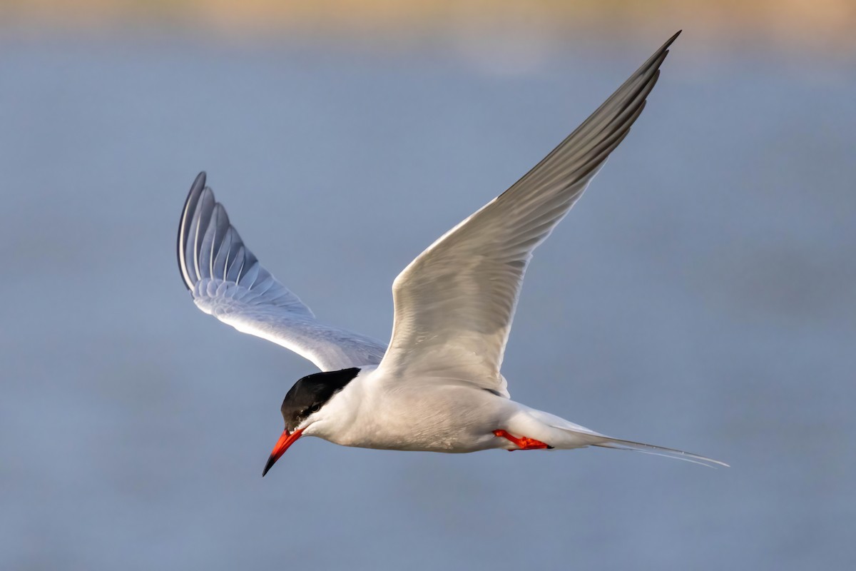 Common Tern - Neil Wiken