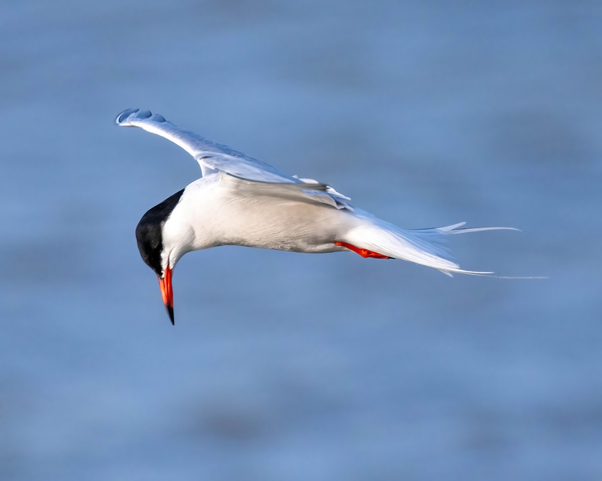 Common Tern - Neil Wiken