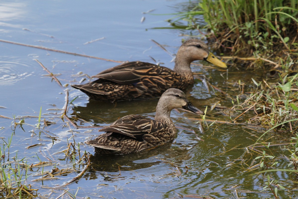 Mottled Duck - ML57511211