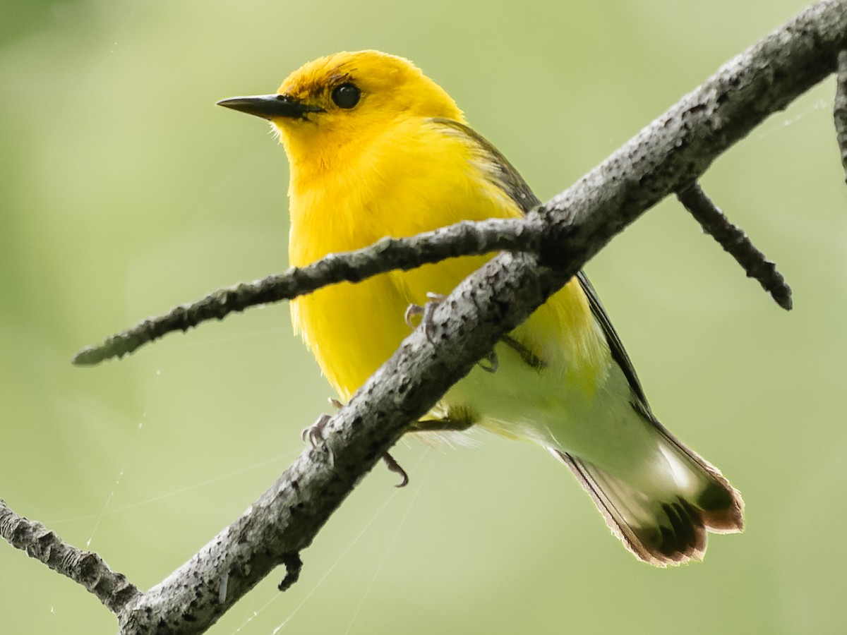 Prothonotary Warbler - Grant Price