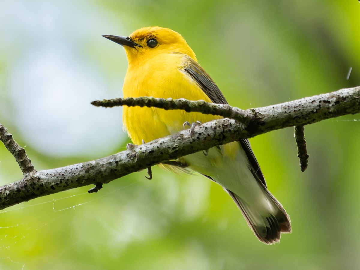 Prothonotary Warbler - Grant Price