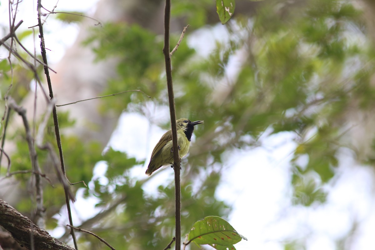 Plain-backed Sunbird - Rohan van Twest