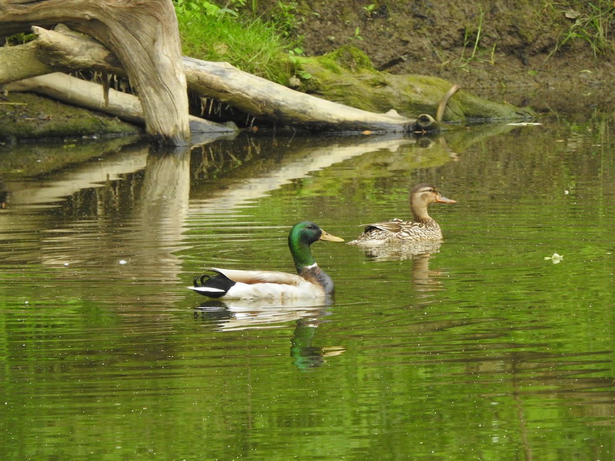 Canard colvert - ML575113131