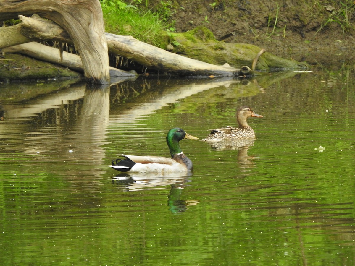 Mallard - Bill Stanley