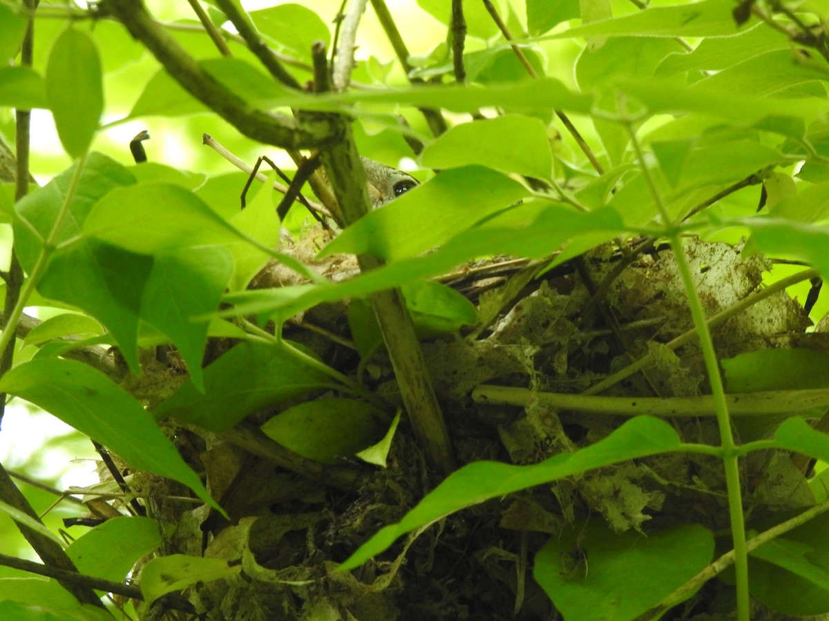 Wood Thrush - ML575113611