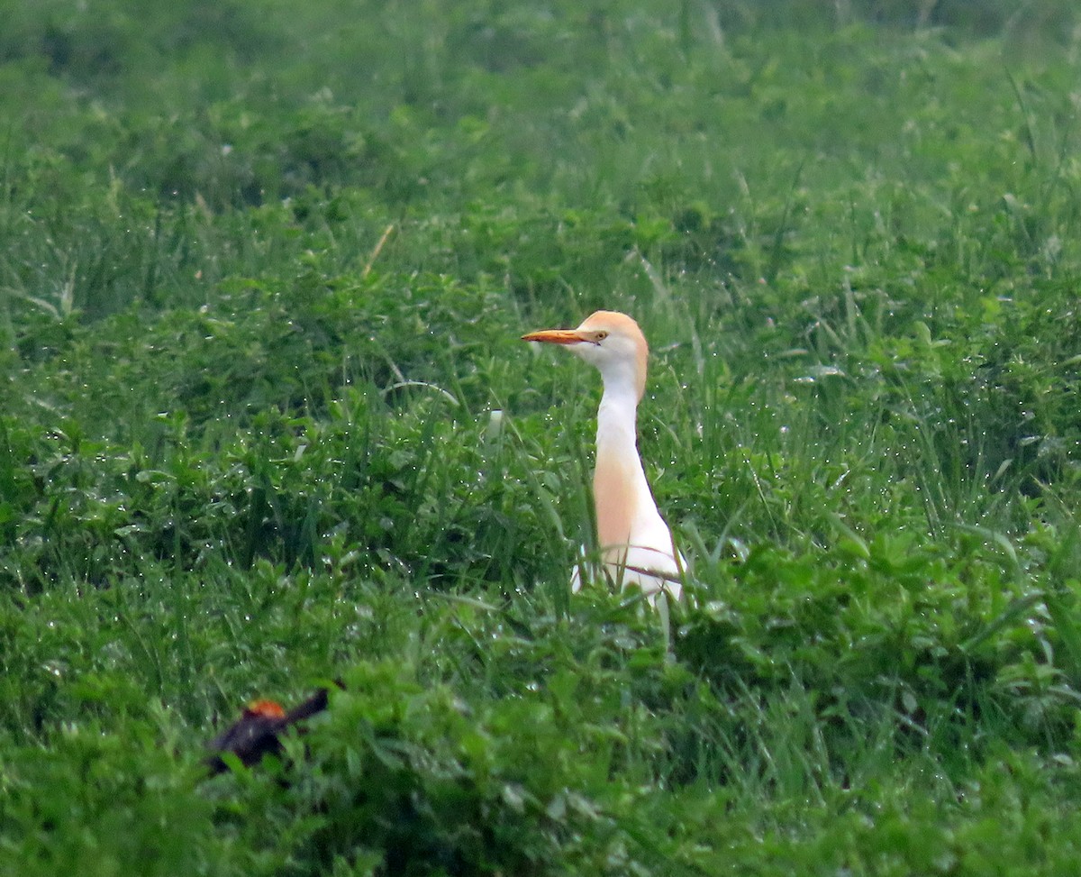 Western Cattle-Egret - ML575113661