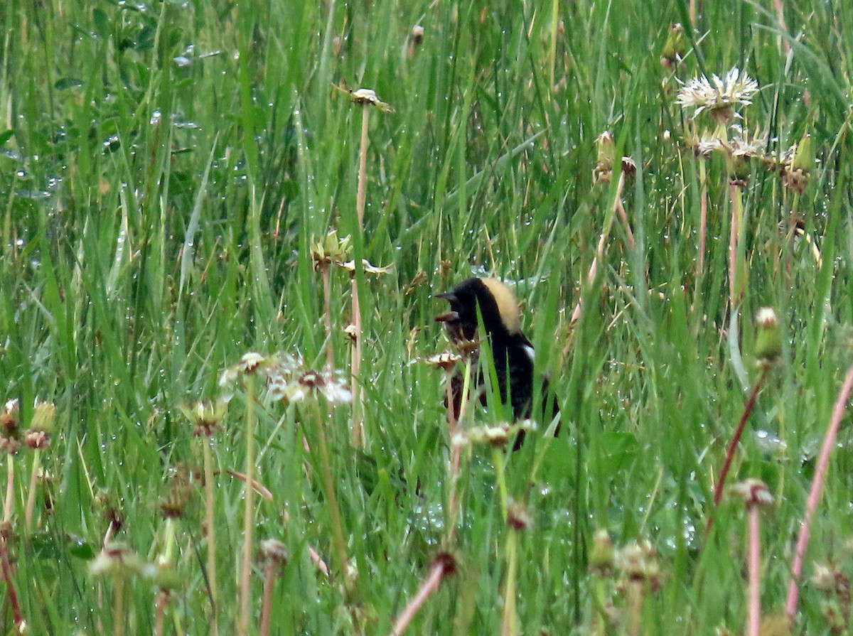 Bobolink - ML575113801