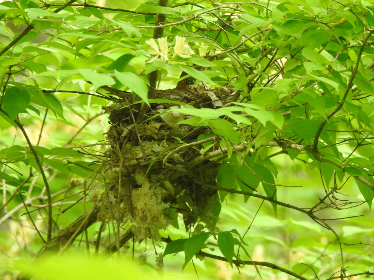 Wood Thrush - ML575114081