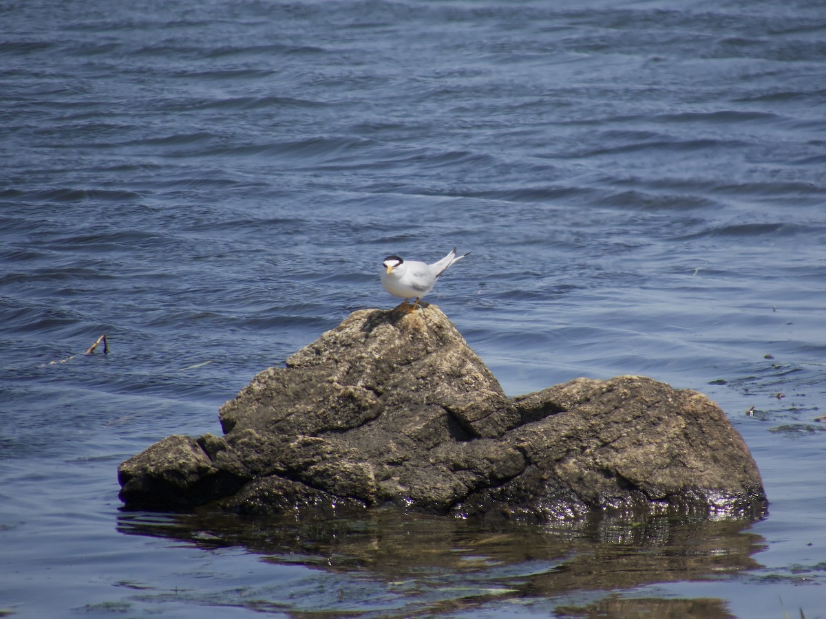 Least Tern - David Schaller