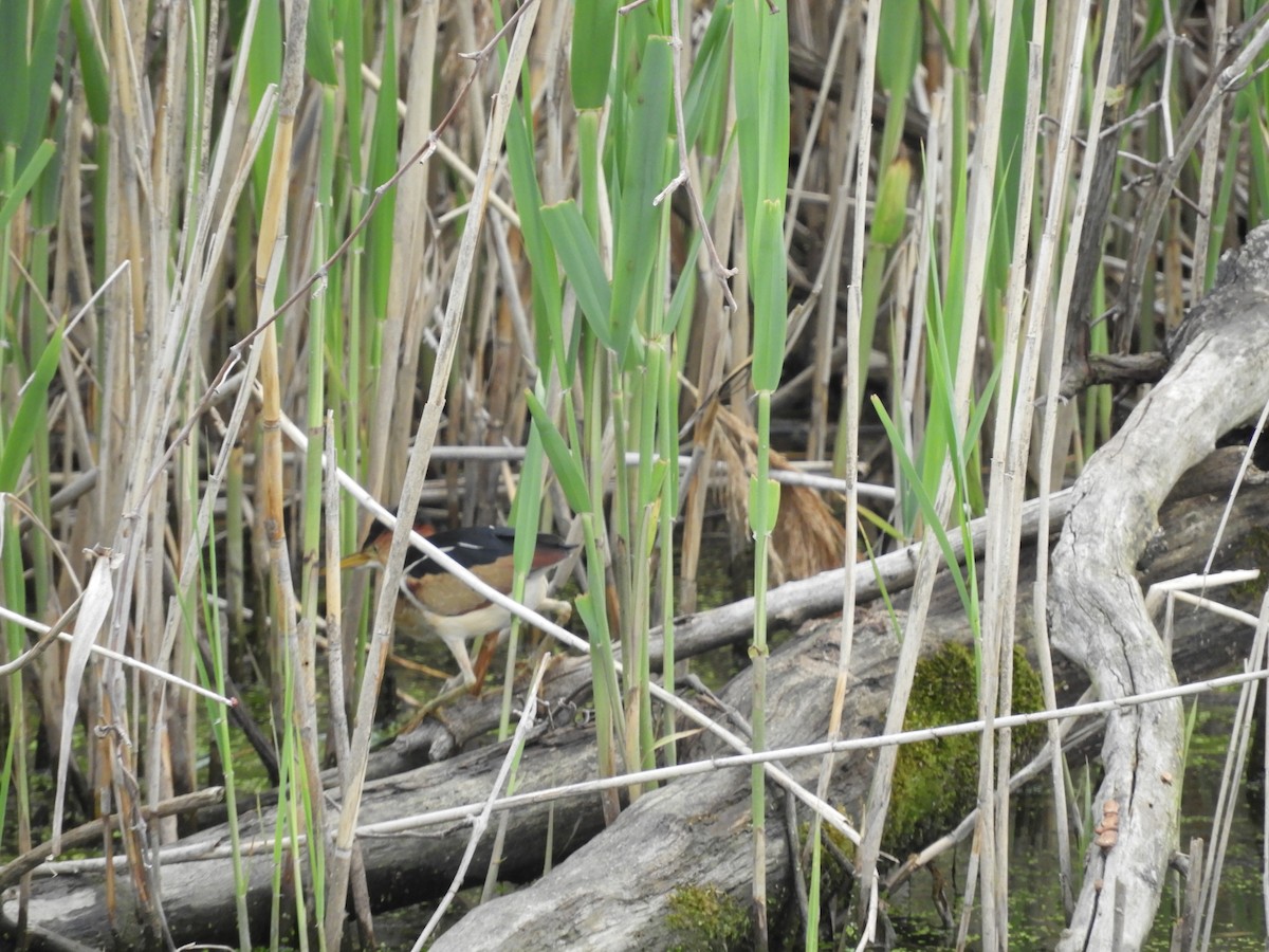 Least Bittern - ML575114651