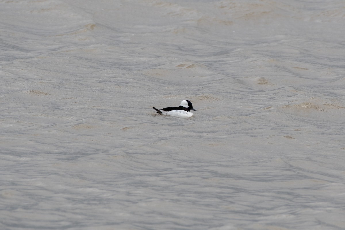 Bufflehead - ML575115091