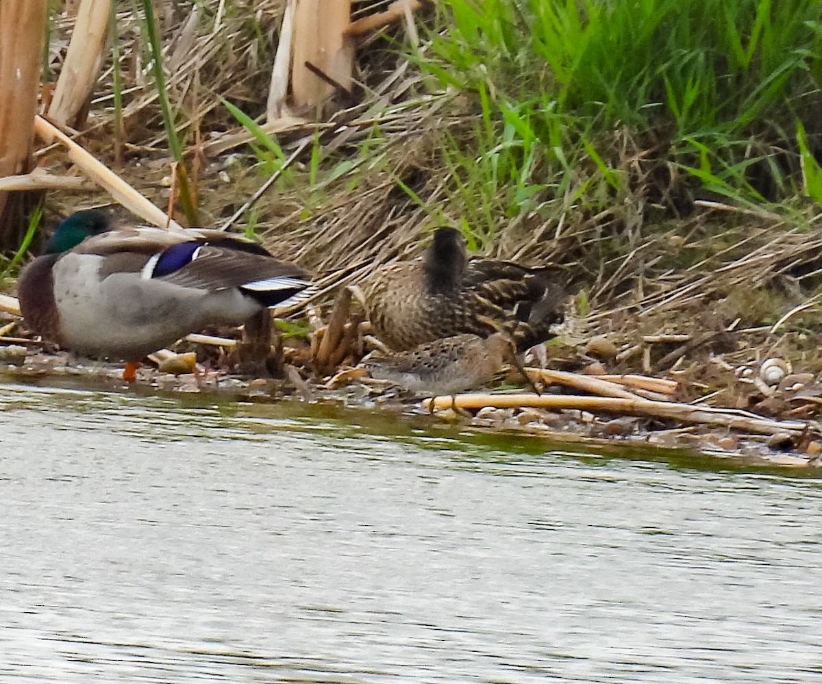 Short-billed Dowitcher - ML575115401