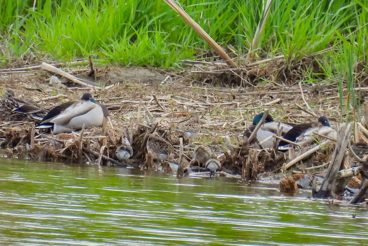 Short-billed Dowitcher - ML575115411