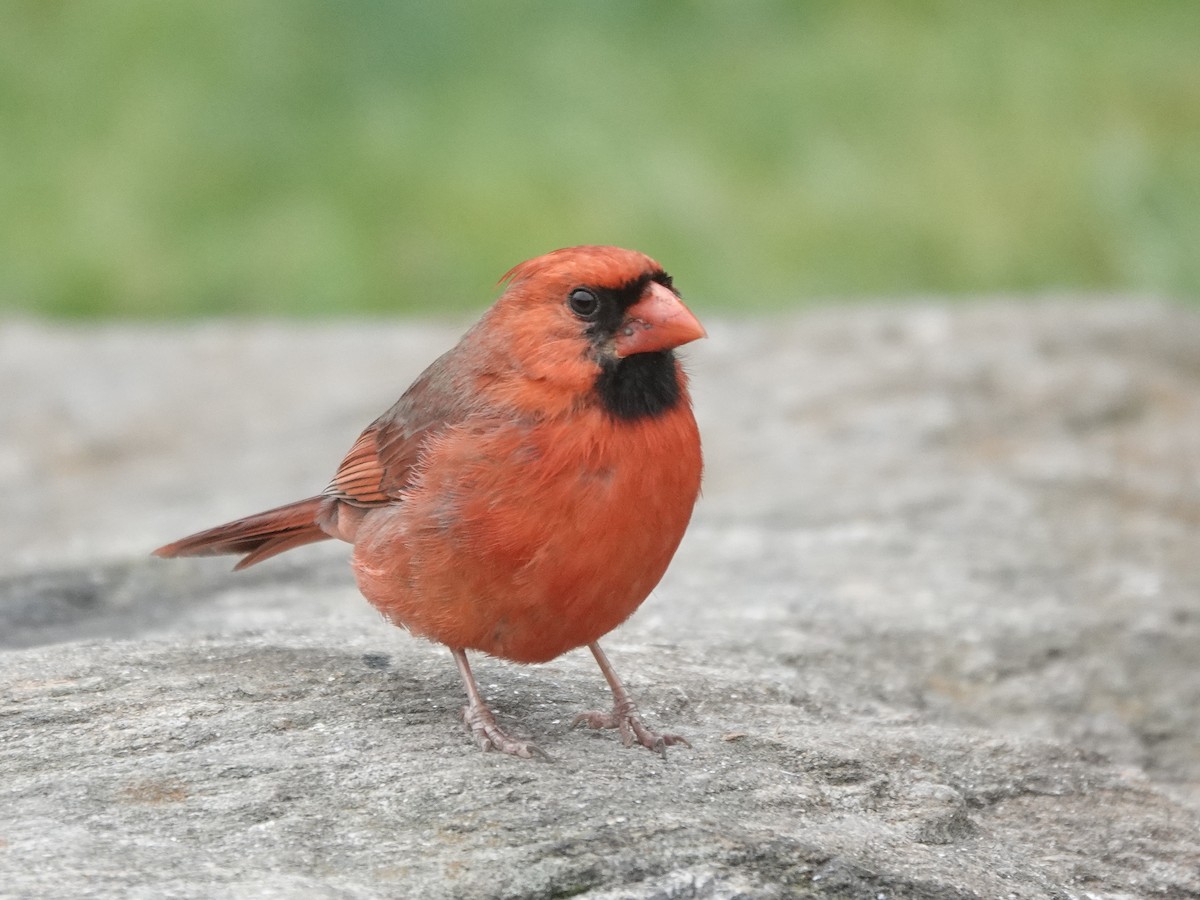 Northern Cardinal - ML575115621