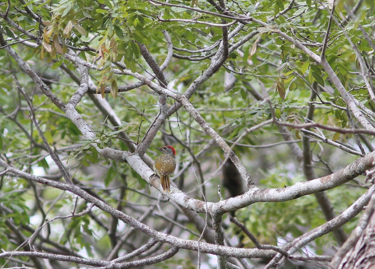Green-backed Woodpecker - Rohan van Twest