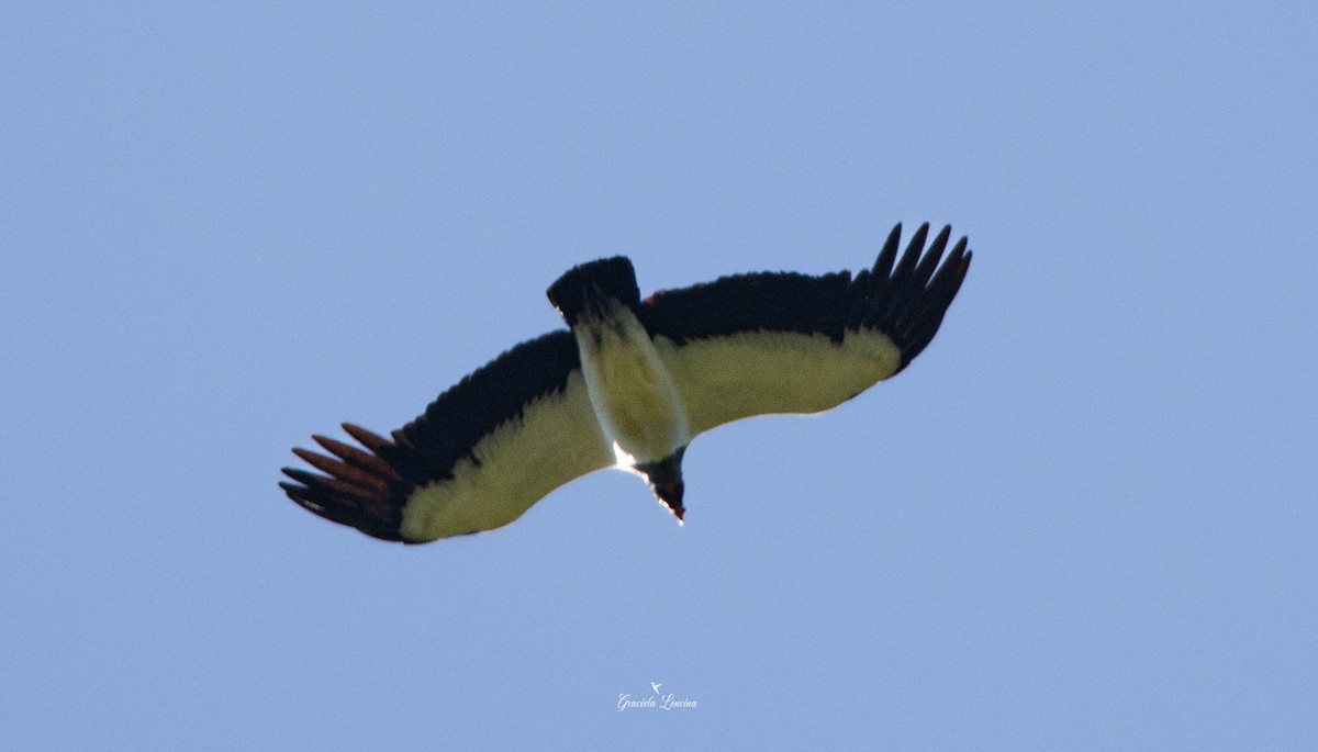 King Vulture - ML575115721