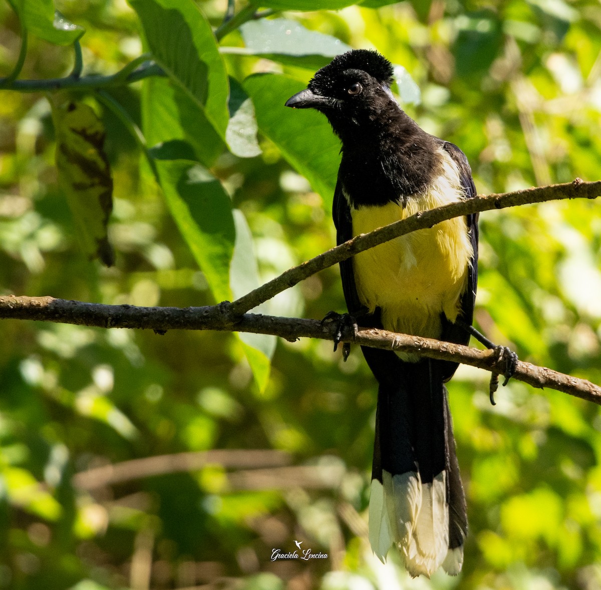 Plush-crested Jay - ML575115861