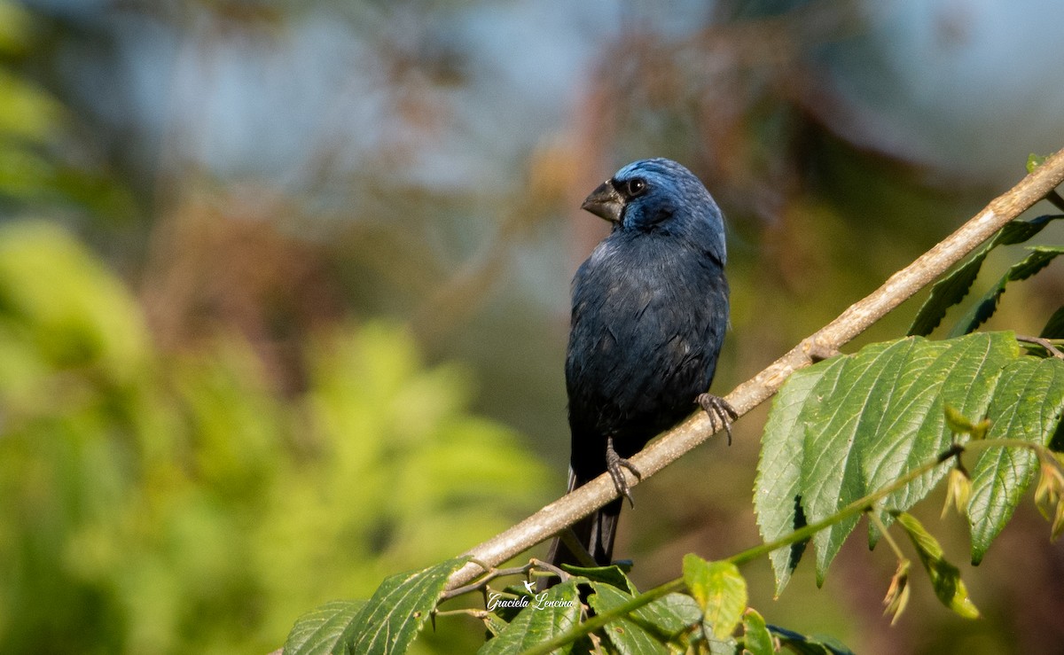 Ultramarine Grosbeak - ML575116141