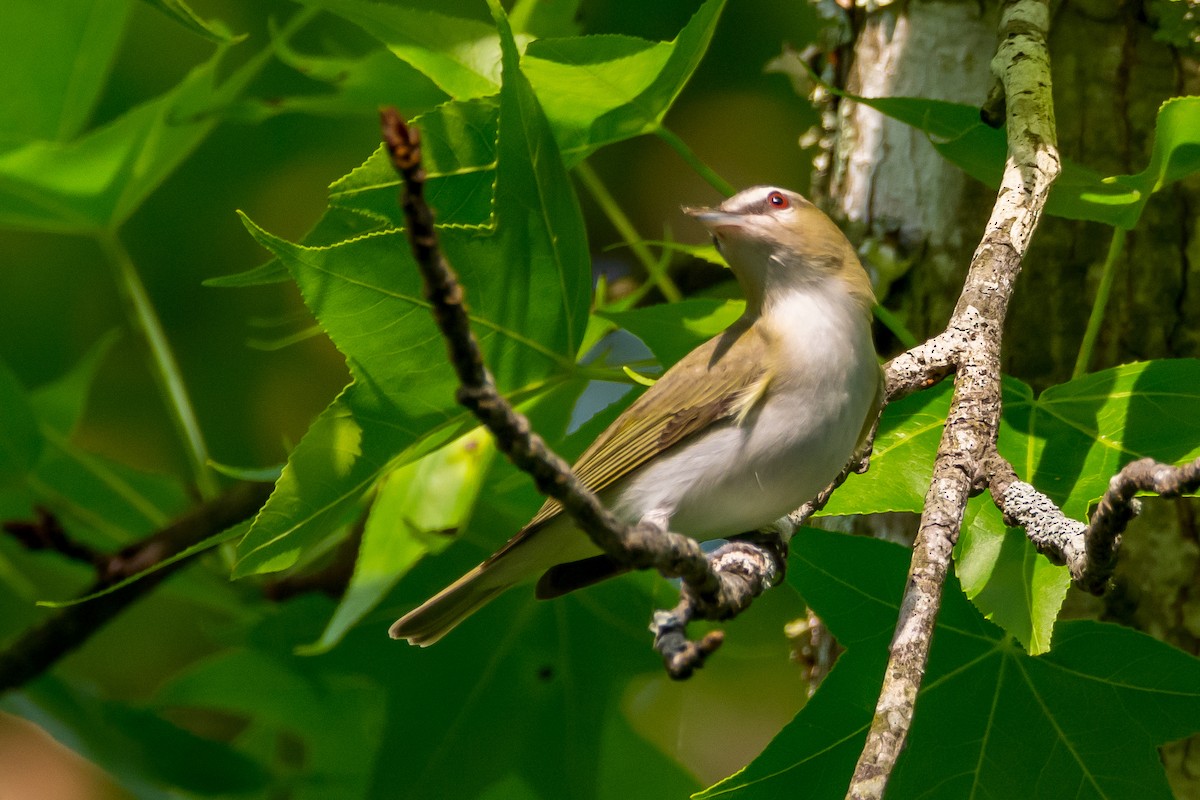 rødøyevireo - ML575116281
