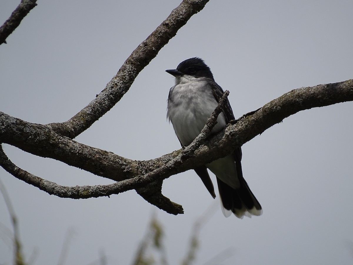 Eastern Kingbird - ML575116561