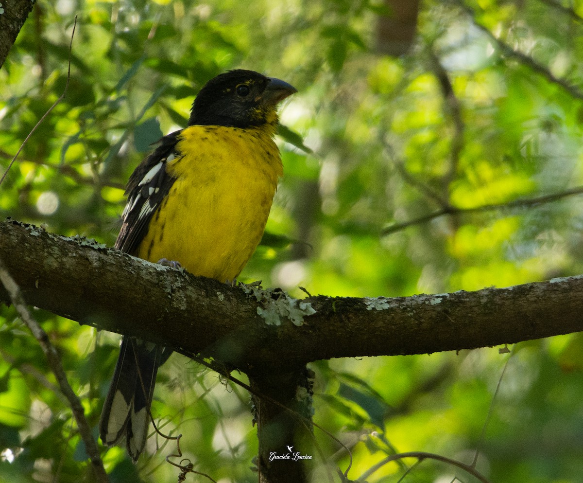 Black-backed Grosbeak - ML575118121