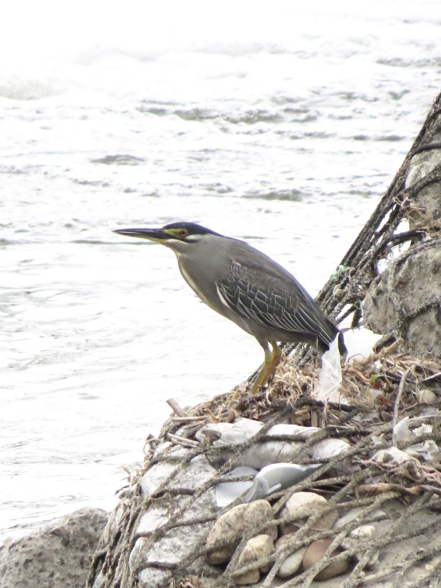 Striated Heron - ML575119711