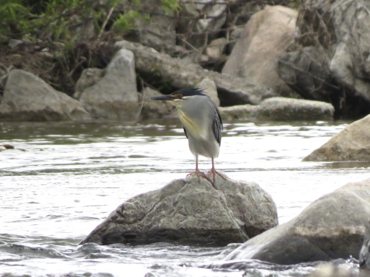 Striated Heron - ML575119721